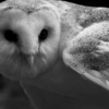 Tyto Alba