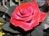 U R My Rose