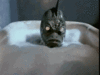 An Alien in Your Bathtub.