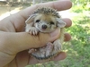 Hedgehogs Need Love Too