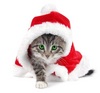 have a purrrfect christmas ♥