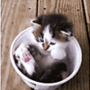 Kitten In A Bucket!