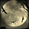 Midnight Moon 