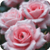 ~Lovely Roses For Lovely You~