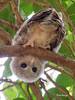 Whooo are you looking at?