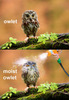 Not much..just a moist owlet