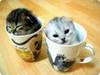 Morning cup of cuteness