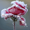 a winter rose