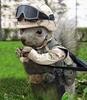 Squirrel Army