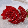 a Winter Rose