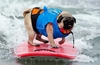 Pug Surfing