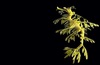 Leafy Sea Dragon