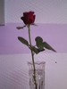 a Red Rose
