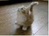 Happy cat dance