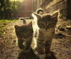 Friendship is priceless