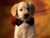 a rose for my sweet pet
