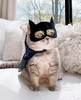 Here to save the day 