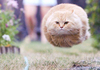 Hover cat