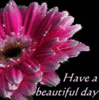 Have A Beautiful Day Sweetie   