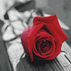 A Single Red Rose ♥ 