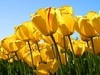 I plant tulips