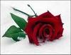 A single red rose for you 