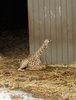 Raina the little giraffe