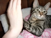 Kitty High Five!!! 