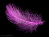 tickled with a pink feather
