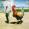 Chicken Or My Big ....