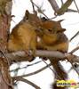 squirrely kisses