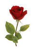 A rose for you...