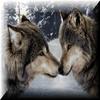 Wolf's Love