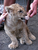 Playing with Lion Cubs