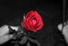  Red rose for u