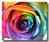 A Colorful Rose for your Page