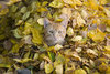 just chilling in the leaves