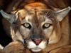 LIONESS SOUL