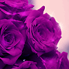 Lovely Roses for youღ