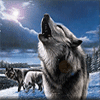 Howling For You