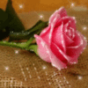 a Friendship Rose♥