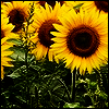 ✿Sunflowers✿