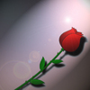 A Red Rose