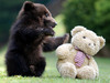 A Teddy Bear For You! 