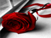 ☆ A Valentine Rose ☆ 