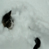 playing with  snow