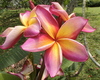 A frangipani for your senses