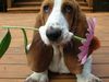 A flower for my owner