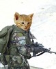 Kitty warfare