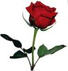 buy me a red rose